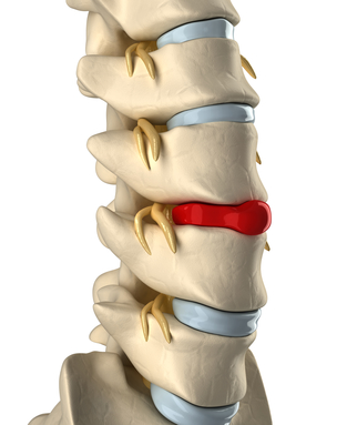 The Spine Anatomy